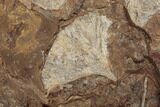 Nine Fossil Ginkgo Leaves From North Dakota - Paleocene #188743-1